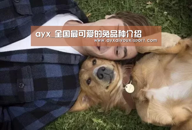 ayx_全国最可爱的兔品种介绍(图1) ayx_全国最可爱的兔品种介绍(图1)